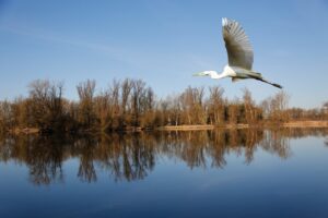 great egret, flying, lake-6126435.jpg
